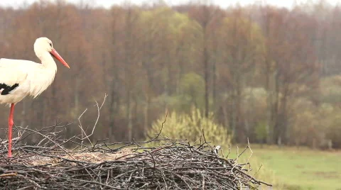 WHITE STORK Vídeos de archivo 693966