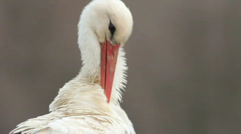 WHITE STORK Stock Footage