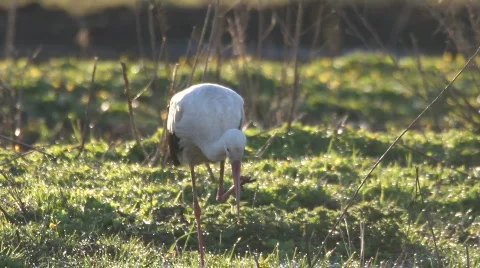 WHITE STORK Vídeos de archivo 694033