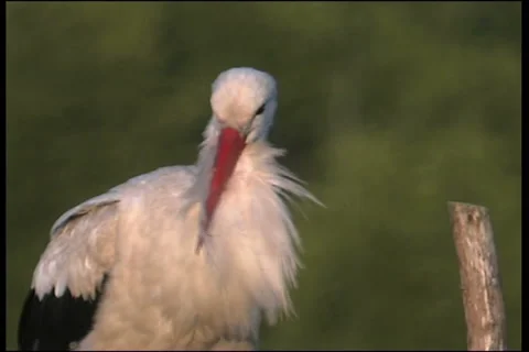White stork Video stock 983696