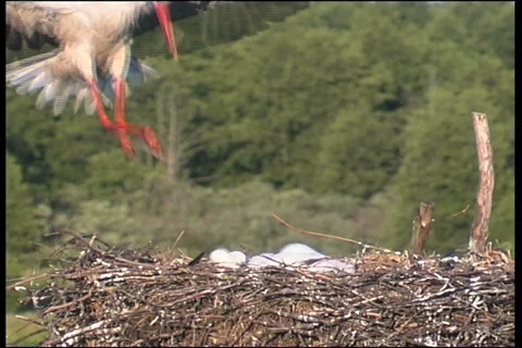 White stork 스톡 동영상 983746