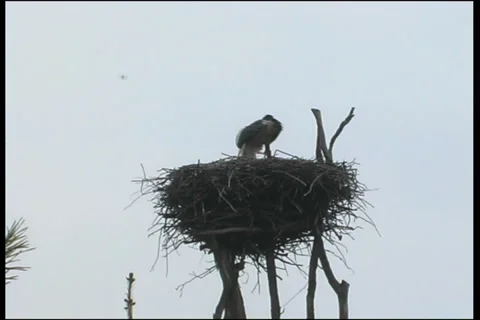 White stork 스톡 동영상 983763
