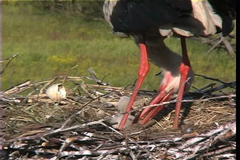 White stork Vídeo Stock 983812