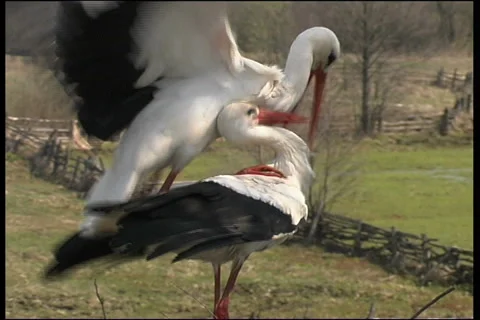 White stork Stock Footage 983874
