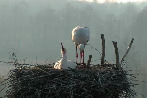 White stork Vídeo Stock 983899