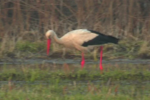 White stork Stock Footage 983935