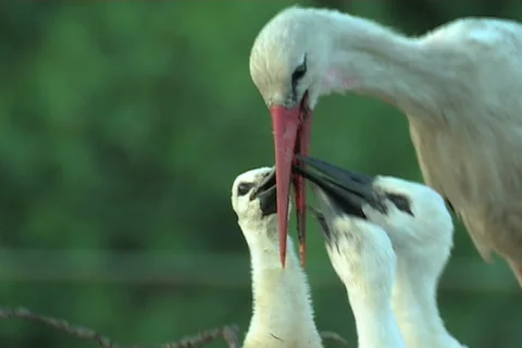 White stork Stock Footage 983983