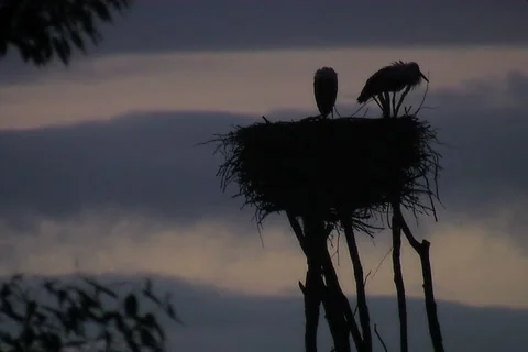 White stork Stock-Footage 984011