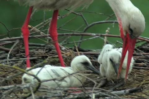 White stork Видео 984056