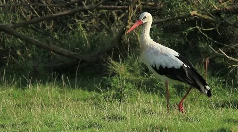 White Stork Stock Footage 20526190