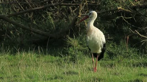 White Stork Stock Footage 20526203