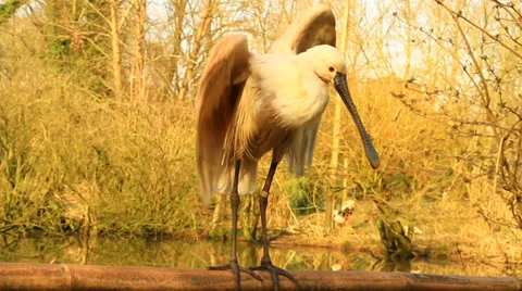 White Stork Video stock 36104724