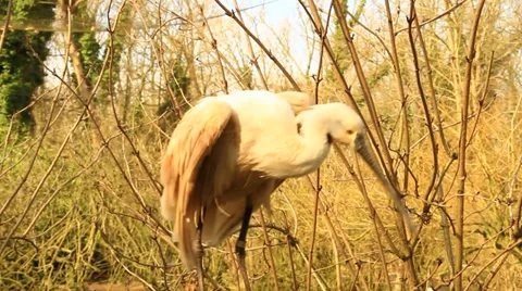White Stork Video stock 36104797