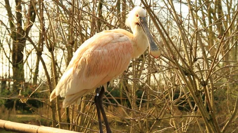 White Stork 스톡 동영상 36123429