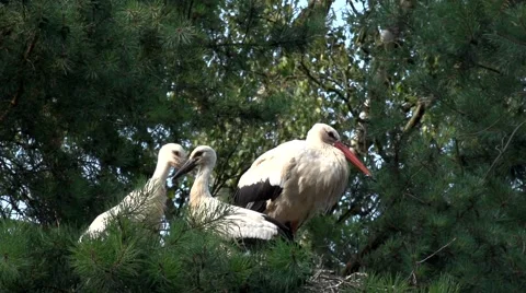 White stork  Stock Footage 41288307