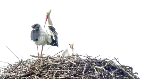 White stork Stock Footage 49407780