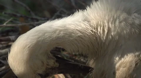 White Stork Stock-Footage 64898606