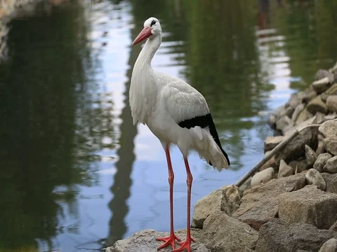 White stork Stock Footage 73605389