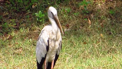 White Stork Stock Footage 77255008