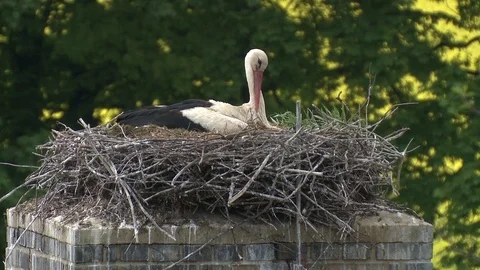 White stork Stock Footage 79041367