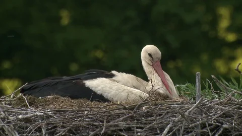 White stork Stock Footage 79041384
