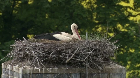 White stork Stock Footage 79041388