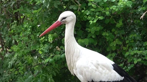 White stork Stock Footage 80898868