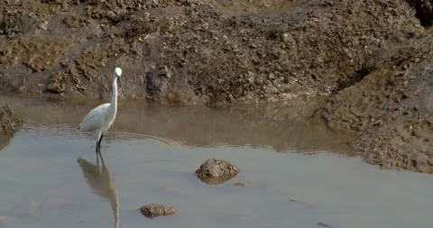 White stork Stock Footage 131218499