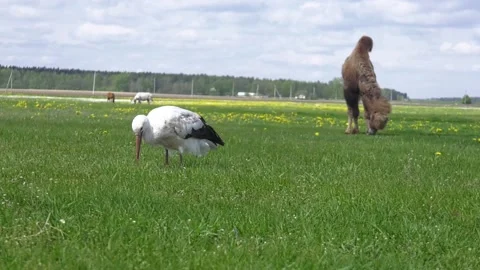 White stork Stock Footage 155209561