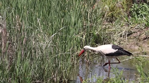White stork Stock Footage 221362078