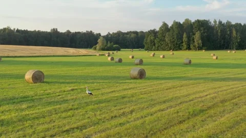 White Stork Stock Footage 253640917