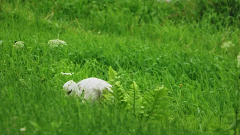 White Stork Foraging in Tall Grass Among Ferns and Wildflowers in Rain Stock Footage 346843458