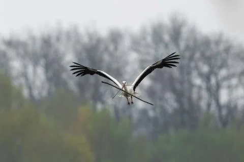 White stork in the forest Stock Photos