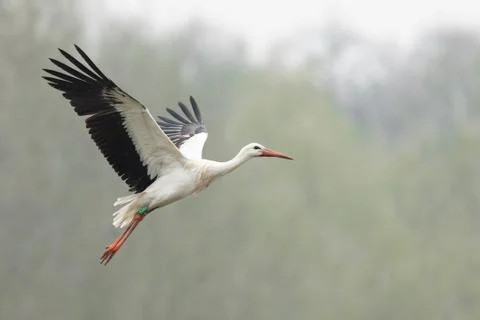 White stork in the forest Foto stock