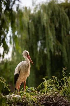 White stork in the forest Stock Photos