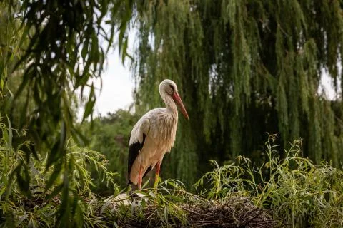 White stork in the forest Stock Photos