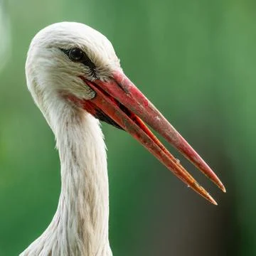 White stork in the forest Foto stock