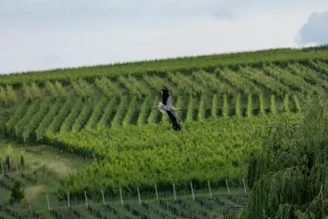White stork in the forest Stock Photos