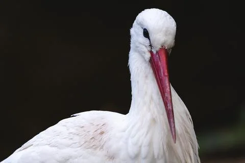 White stork front view Stock Photos