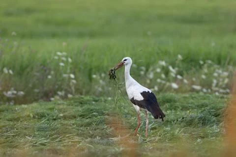 White stork gathering nesting material in field Hajnowka Poland 库存照片