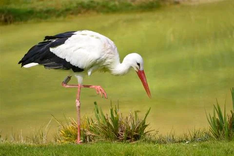 White stork on grass Stock Photos