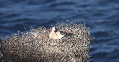 White stork hatching above the cliffs, Cabo Sardão, Vicentine Coast. Stock Footage 309122230