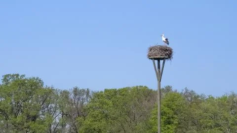 White stork high up on nesting pole above trees 스톡 사진