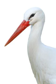 White stork  isolated on white background Stock Photos