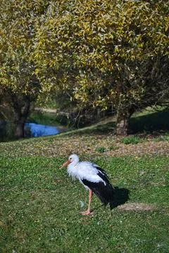 White stork on the lake shore. Stock Photos