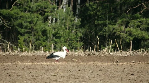 The white stork, a large wading bird on the verge of extinction, is one of the Stock Footage 130567757