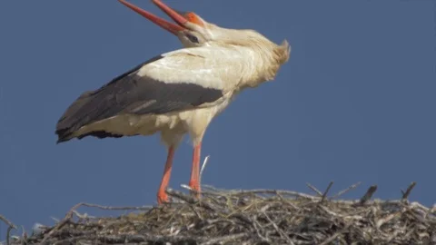 White stork mating dance slow motion Stock Footage 91739528