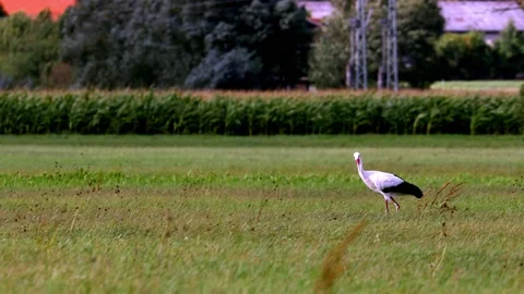 White stork on a meadow Stock Footage 138145655
