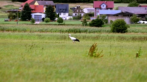 White stork on a meadow Video stock 138146174