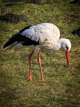 White stork on meadow Foto stock